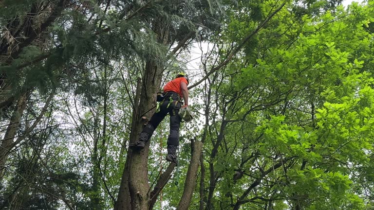 Best Weed Control  in Bryn Mawr Skyy, WA